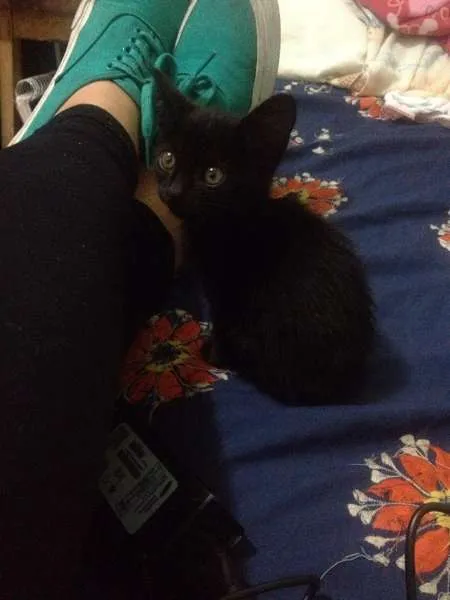 Gato ra a vira lata idade Abaixo de 2 meses nome Álvin