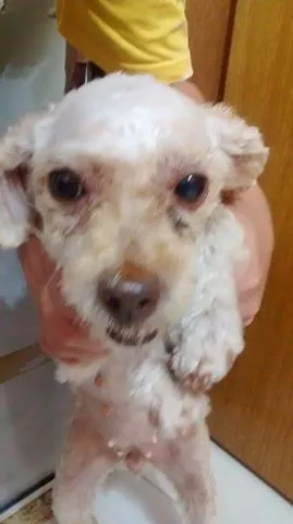 Cachorro raça Poodle idade 5 anos nome Flor