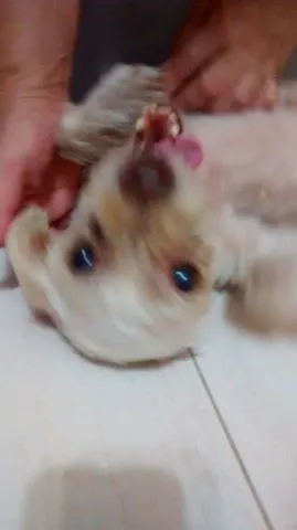 Cachorro ra a Poodle idade 5 anos nome Flor