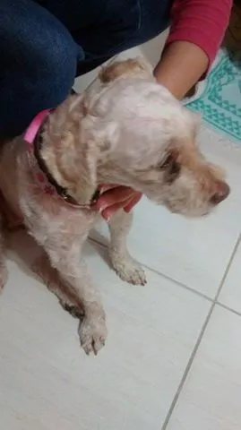 Cachorro ra a Poodle idade 5 anos nome Flor