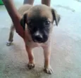 cachorras