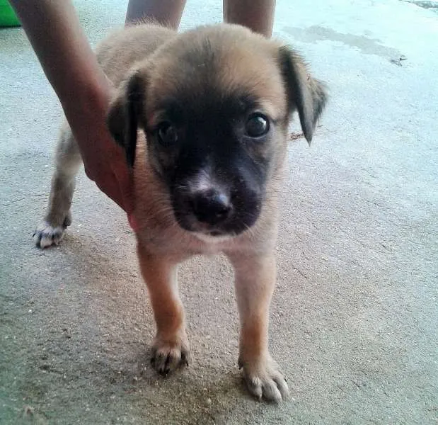 Cachorro ra a vira lata  idade 2 a 6 meses nome cachorras