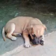 cachorras