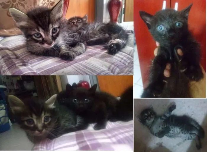 Gato ra a Vira lata idade Abaixo de 2 meses nome Sem nome