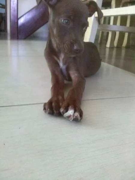 Cachorro raça Labrador com vira lata idade Abaixo de 2 meses nome Chocolate