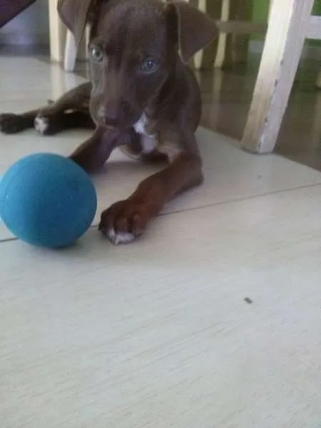 Cachorro raça Labrador com vira lata idade Abaixo de 2 meses nome Chocolate
