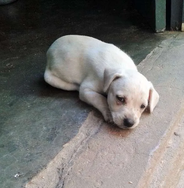 Cachorro ra a vira lata  idade 2 a 6 meses nome cachorras