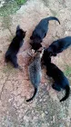 Gato ra a nr idade 2 a 6 meses nome gatas
