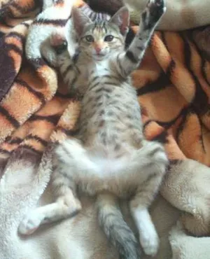 Gato raça sem raça  idade 2 a 6 meses nome titi