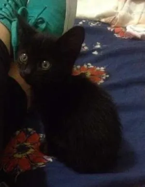 Gato raça vira lata idade Abaixo de 2 meses nome Álvin