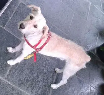 Cachorro ra a Não consigo especificar idade 1 ano nome Nenhum