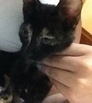 Gato raça SRD idade 2 a 6 meses nome Ferrugem