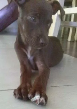 Cachorro raça Labrador com vira lata idade Abaixo de 2 meses nome Chocolate