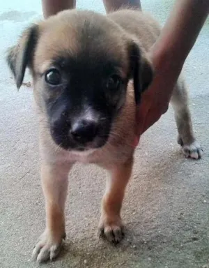 Cachorro raça vira lata  idade 2 a 6 meses nome cachorras