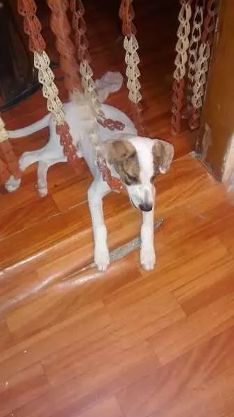 Cachorro ra a  idade 2 a 6 meses nome sem nome