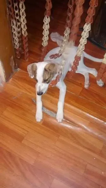 Cachorro ra a  idade 2 a 6 meses nome sem nome