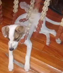 Cachorro raça  idade 2 a 6 meses nome sem nome