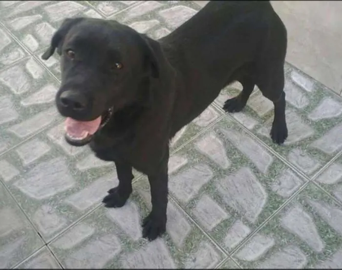 Cachorro ra a Labrador idade 1 ano nome LABRADORA