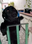 LABRADORA