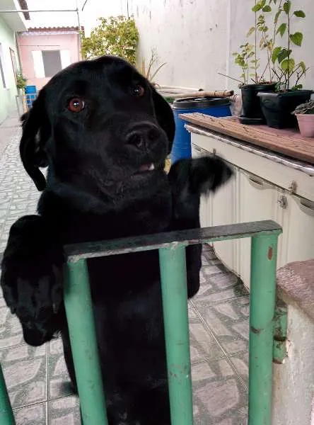 Cachorro ra a Labrador idade 1 ano nome LABRADORA