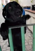 LABRADORA