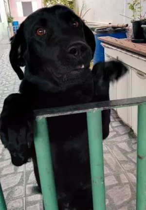 Cachorro raça Labrador idade 1 ano nome LABRADORA