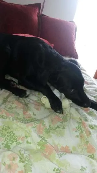 Cachorro ra a SRD idade 7 a 11 meses nome Lisa