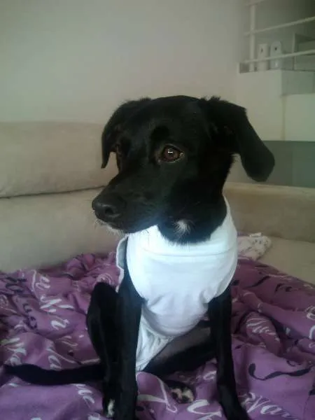 Cachorro ra a SRD idade 7 a 11 meses nome Lisa