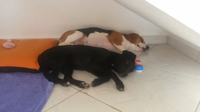 Cachorro ra a SRD idade 7 a 11 meses nome Lisa