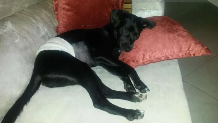 Cachorro ra a SRD idade 7 a 11 meses nome Lisa