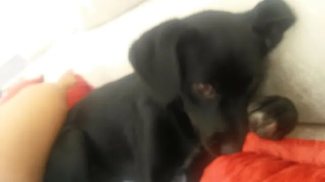 Cachorro ra a SRD idade 7 a 11 meses nome Lisa