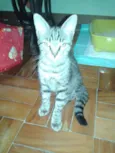 Milly