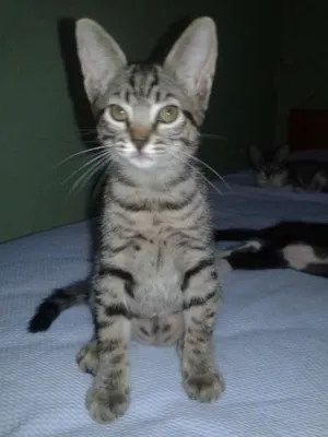 Gato raça  idade 2 a 6 meses nome Milly