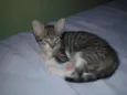 Milly