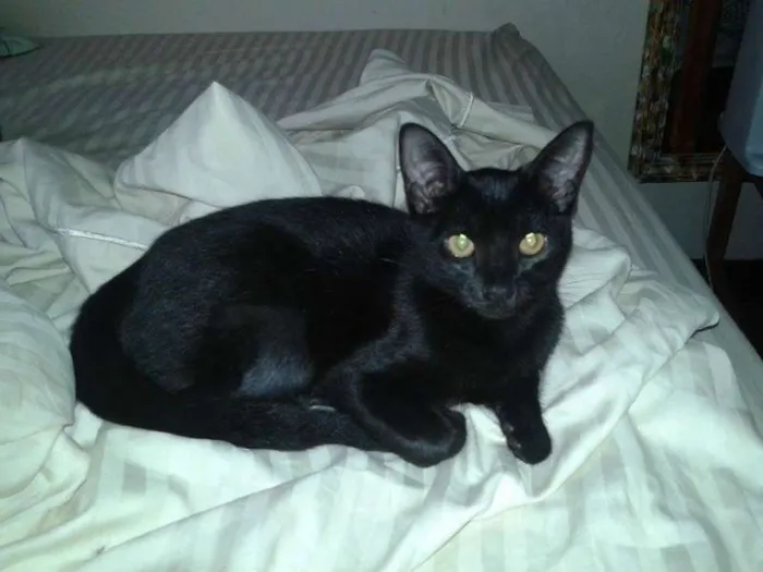 Gato ra a  idade 2 a 6 meses nome Naomi