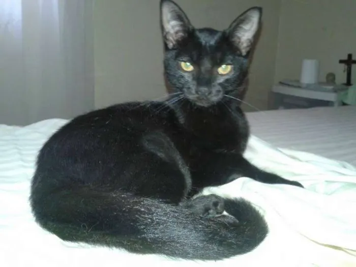 Gato ra a  idade 2 a 6 meses nome Naomi