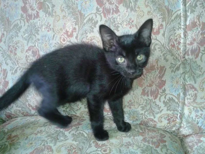 Gato ra a  idade 2 a 6 meses nome Naomi