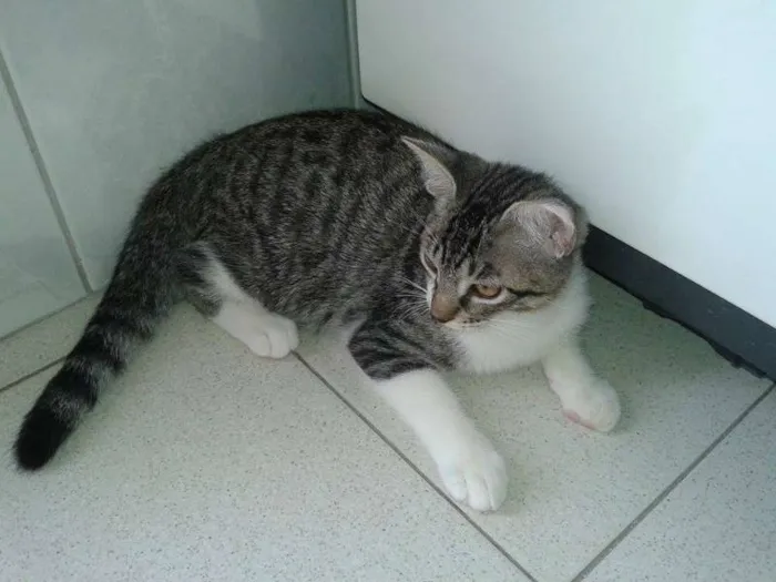 Gato ra a  idade 2 a 6 meses nome Billy