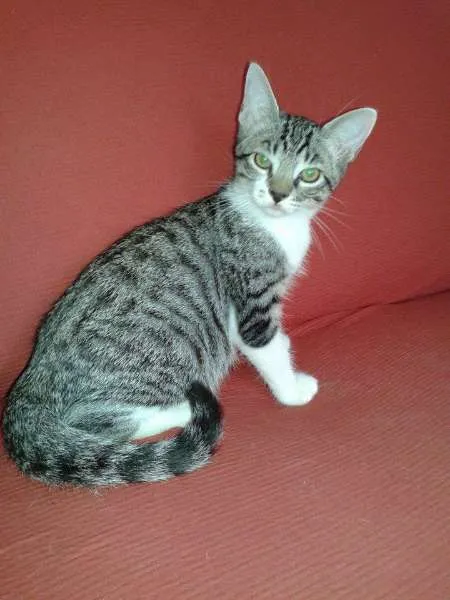 Gato ra a  idade 2 a 6 meses nome Billy