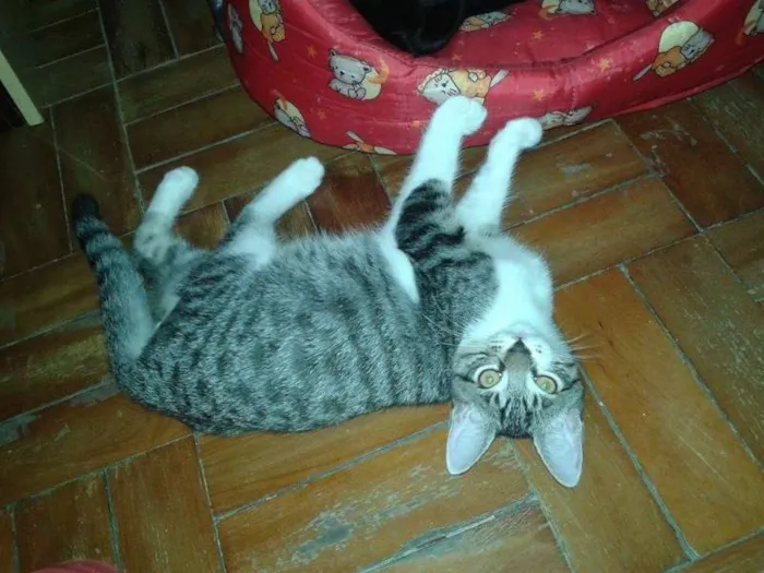 Gato ra a  idade 2 a 6 meses nome Billy