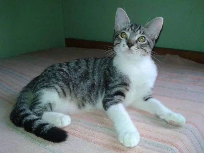 Gato ra a  idade 2 a 6 meses nome Billy