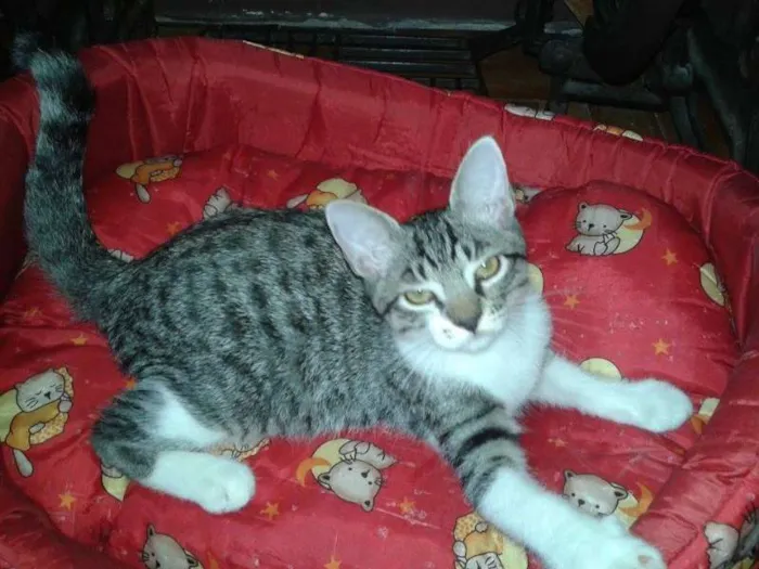 Gato ra a  idade 2 a 6 meses nome Billy