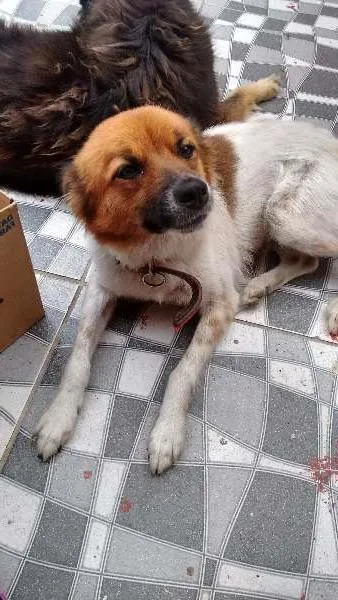 Cachorro ra a desconhecido idade  nome Fofa