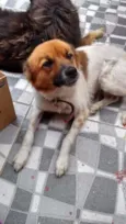 Fofa