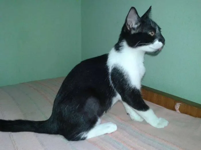 Gato ra a  idade 2 a 6 meses nome Molly
