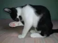 Molly