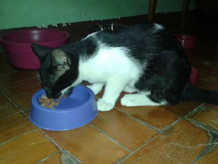 Gato ra a  idade 2 a 6 meses nome Molly