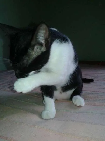 Gato ra a  idade 2 a 6 meses nome Molly