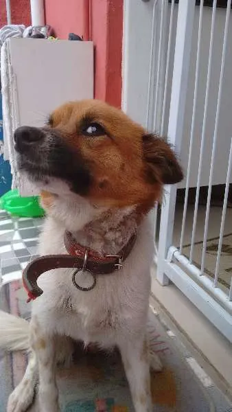 Cachorro ra a desconhecido idade  nome Fofa