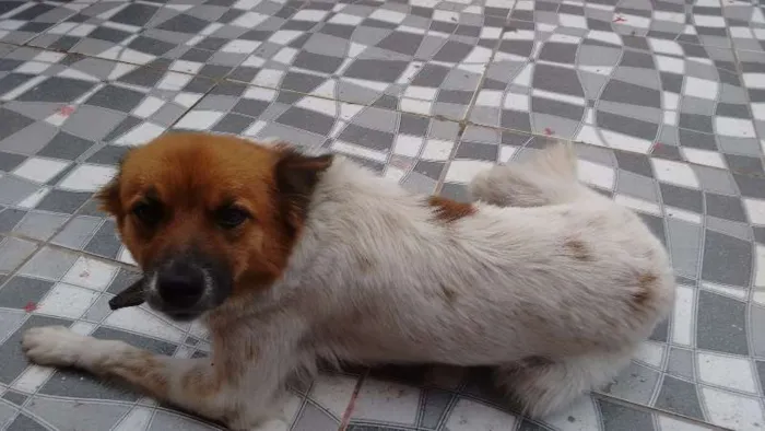 Cachorro ra a desconhecido idade  nome Fofa
